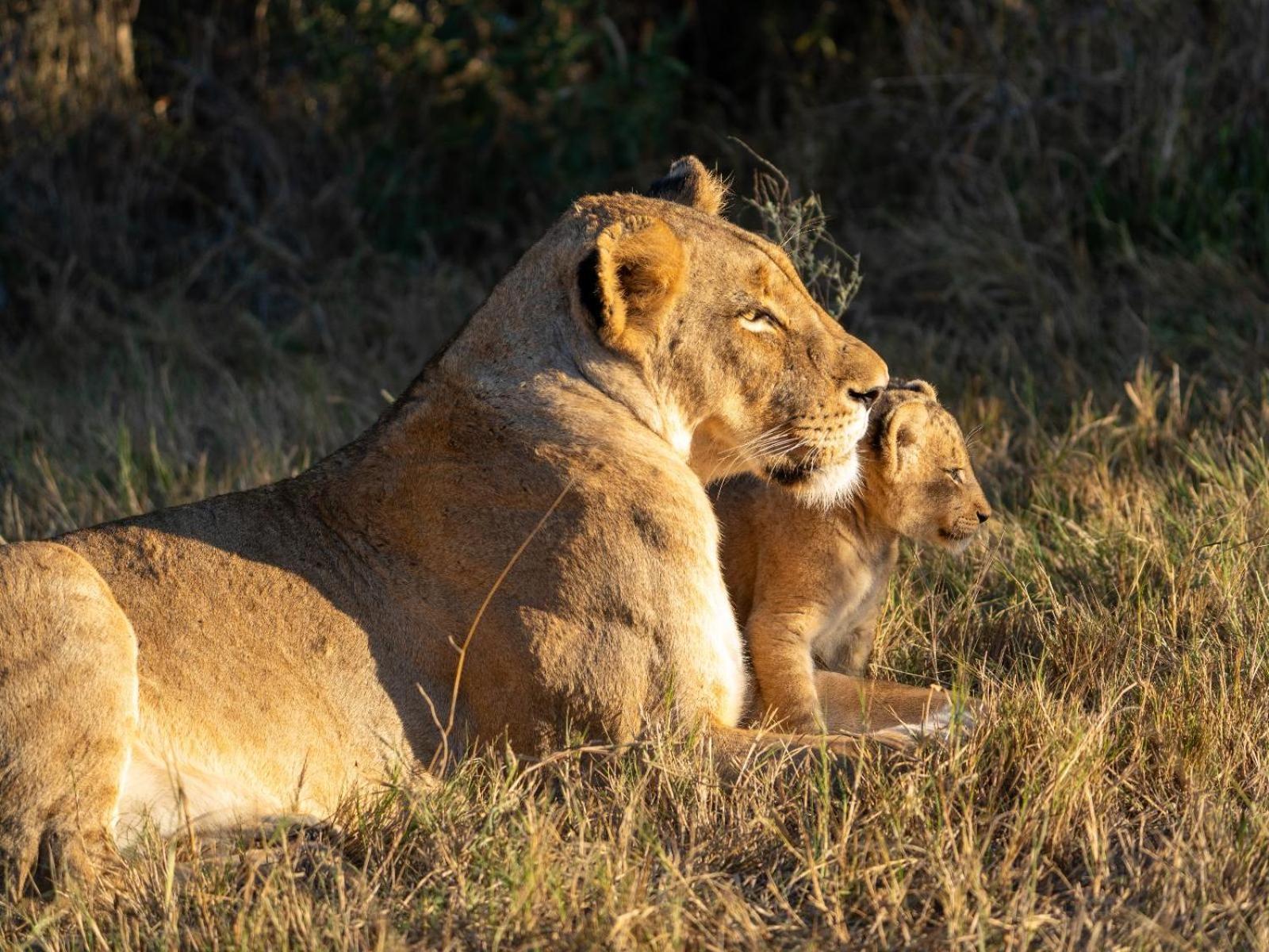Kwambili Game Lodge Thornybush Game Reserve Exterior photo